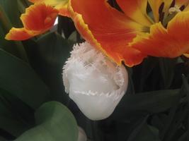 White Fringed Tulip (Daytona)