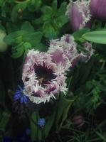 Beautiful Light Purple Fringed Tulips