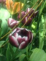 Purple and White Rounded Tulip