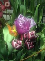 A Light Purple Fringed Tulip