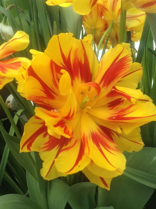 A Vivid Red and Yellow Color Burst