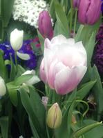 White and Purple Tulips