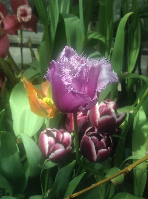 A Light Purple Fringed Tulip